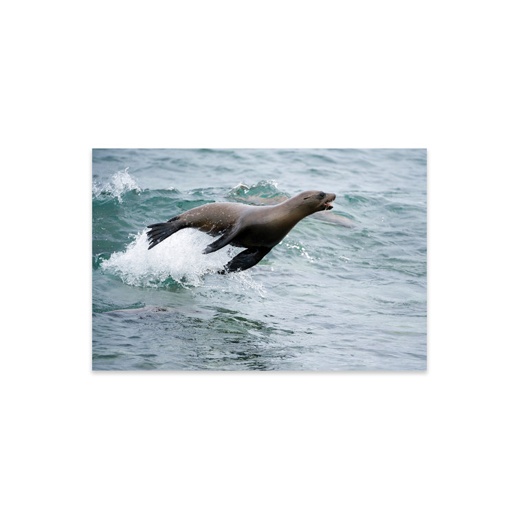 Highland Dunes Galapagos Sea Lion Surfing Wave, Mosquera Island